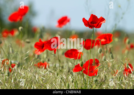 red poppies and green oat plant on the field Stock Photo