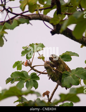 A three-toed sloth in costa rica's osa peninsula Stock Photo