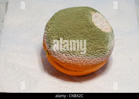 mold,orange,citrus,fruit,green,food, Stock Photo