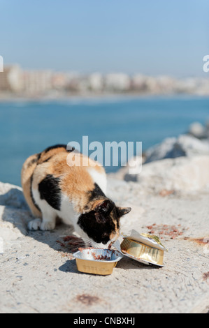 Stray cat eating tinned food provided by a good willed tourist on the harbour wall at Benalmadena in the Costa Del Sol Spain Stock Photo