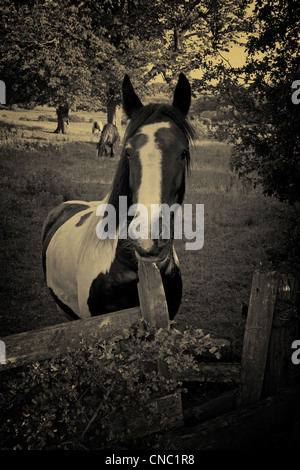 Horses in the pasture with a piebald in the foreground near stile and fence done in black and white Stock Photo
