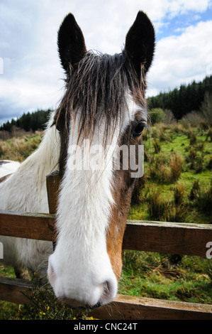 Horse in the Galloway Forest Park, Dumfries and Galloway, Scotland ...