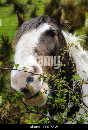 Horse in the Galloway Forest Park, Dumfries and Galloway, Scotland ...