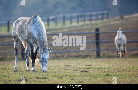 beautiful white horse grazing on grass (color toned image; shallow DOF) Stock Photo