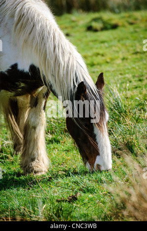 Horse in the Galloway Forest Park, Dumfries and Galloway, Scotland ...