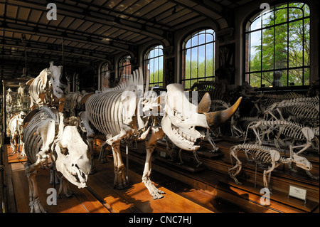 France, Paris, the Jardin des Plantes (Plants Gardens), comparative anatomy and palaeontology Galeries Stock Photo