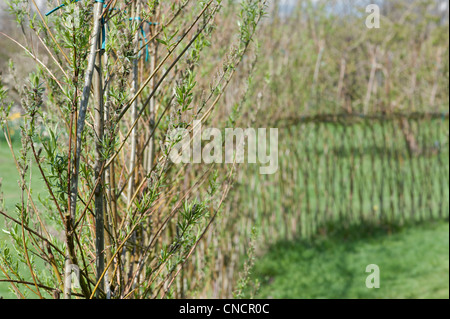 Living willow fence at Ryton Organic Garden centre, Warwickshire, England Stock Photo