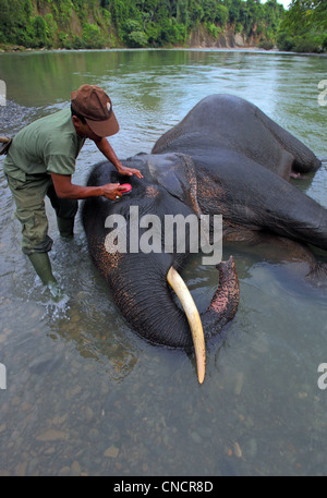 A mahout washes an elephant in the river at Tangkahan in Gunung Leuser National Park. Stock Photo