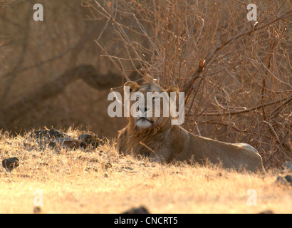 Asiatic lion (Panthera leo persica) Stock Photo