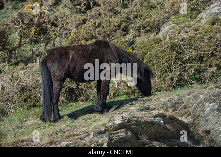 Dartmoor pony grazing on Rame Head to control undergrowth Stock Photo