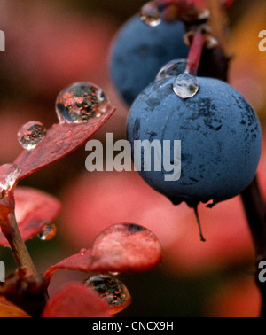 Macro of dew droplets on blueberries and red leaves, Denali National Park & Preserve, Interior Alaska, Autumn