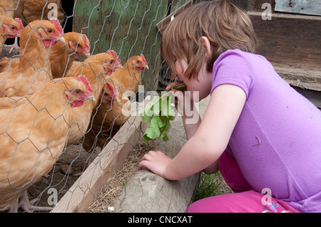 Young girl feeds radish leaves to chickens on a farm in Palmer, Mat-Su Valley, Southcentral Alaska, Summer Stock Photo