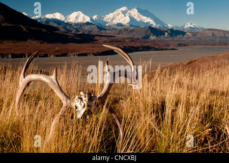 Scenic of Mt. McKinley with caribou antlers in the foreground, Denali National Park & Preserve, Interior Alaska, Autumn Stock Photo