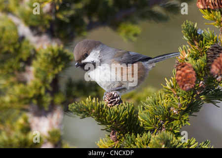 Close up of a Boreal Chickadee perched on a Hemlock bough, Chugach Mountains, Southcentral Alaska, Winter