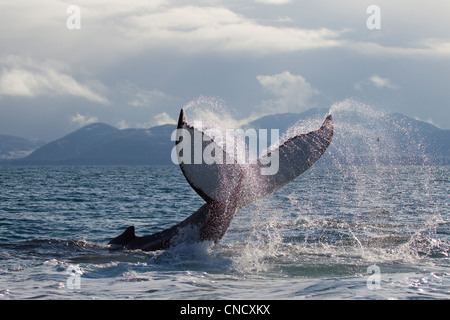 Humpback whale tail slapping surface of Prince William Sound, Southcentral Alaska, Spring Stock Photo