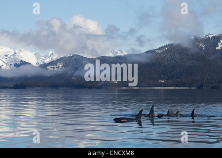Killer Whale pod showing dorsal fins on glassy calm surface of Prince William Sound with Chugach Mountains in background, Alaska Stock Photo