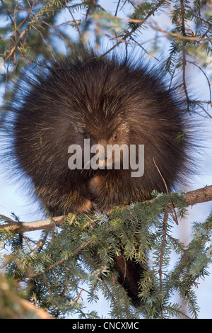 Porcupine on spruce branch near Cordova in the Chugach Mountains, Southcentral Alaska, Winter Stock Photo