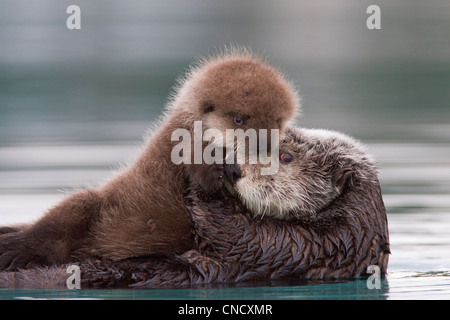 Female Sea otter holding newborn pup out of water, Prince William Sound, Southcentral Alaska, Winter