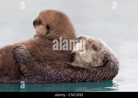 Female Sea otter holding newborn pup out of water, Prince William Sound, Southcentral Alaska, Winter Stock Photo