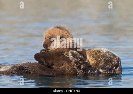 Female Sea otter with newborn pup riding on her stomach, Prince William Sound, Southcentral Alaska, Winter