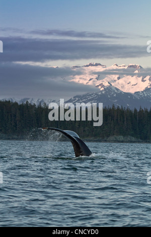 Humpback whale dives into the ocean Stock Photo - Alamy