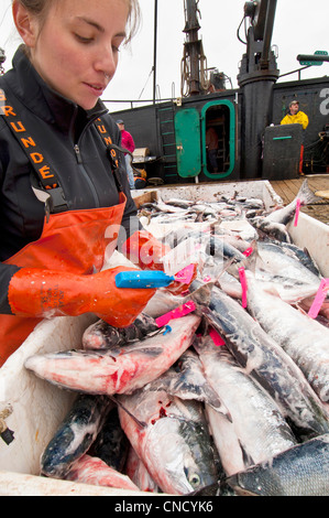 Ocean Beauty Seafoods conducts quality control on Sockeye salmon onboard a tender in Ugashik Bay, Bristol Bay, Alaska Stock Photo