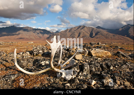 Scenic view of John River valley with caribou antlers in the foreground, Gates of the Arctic National Park & Preserve, Alaska Stock Photo