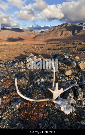 Scenic view of John River valley with caribou antlers in the foreground, Gates of the Arctic National Park & Preserve, Alaska Stock Photo