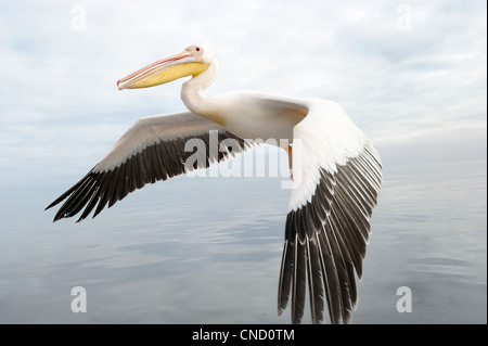 Great White Pelican flying Stock Photo