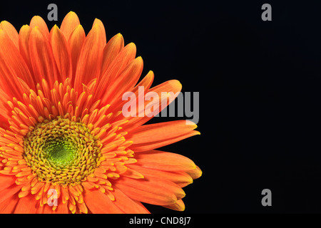 orange gerbera daisy Stock Photo