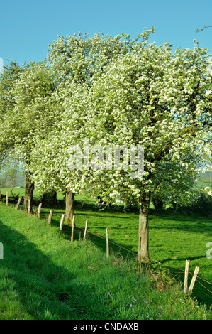 Apple cider trees orchard in blossom, in he countryside of Low Normandy, at spring Stock Photo