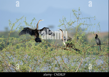 African darter (Anhinga rufa) drying wings on a bush in a flooded area Lake Baringo - Kenya - East Africa Stock Photo