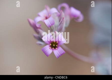 Kalanchoe pumila. Dwarf kalanchoe. Flower Dust Plant Stock Photo
