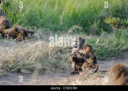 Yellow baboon - Savanna baboon (Papio cynocephalus) young baboons playing on the ground Masai Mara Kenya - East Africa Stock Photo
