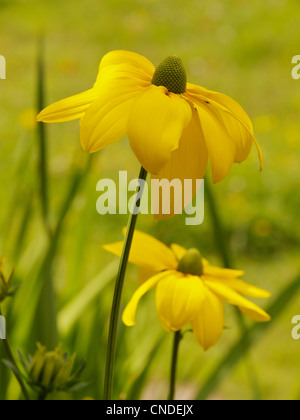 Two flowers of Rudbeckia laciniata Herbstsonne in the sunlight Stock Photo