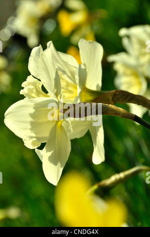 Daffodils in bloom (Narcissus sp) at spring. Stock Photo