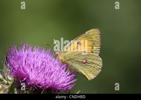 Clouded yellow butterfly feeding on thistle in Northern Greece Stock Photo