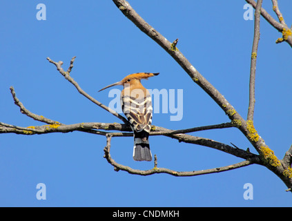 Hoopoe perched on tree branch in Northern Greece Stock Photo