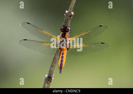 The scarce chaser dragonfly immature male resting on twig in Northern Greece Stock Photo