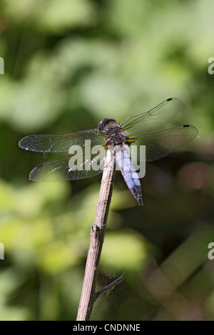 The scarce chaser dragonfly male resting on twig in Northern Greece Stock Photo