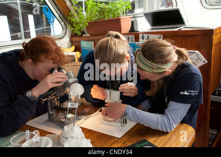 Marine Biology students using microscopes Stock Photo