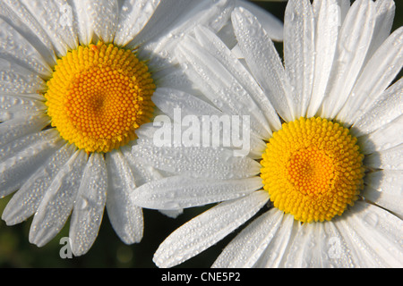 Daisies close up (chrysanthemum cinerariifolium) Stock Photo