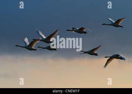 Flock of Whooper Swans (Cygnus cygnus) flying against a dark sky, Ouse Washes, Cambridgeshire Stock Photo