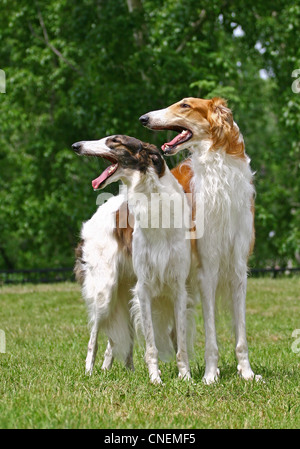 Two russian borzoi dogs Stock Photo