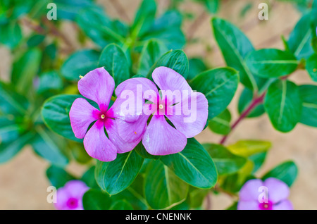 Impatiens walleriana / Balsam / Busy / Lizzy flowers with pink color Stock Photo