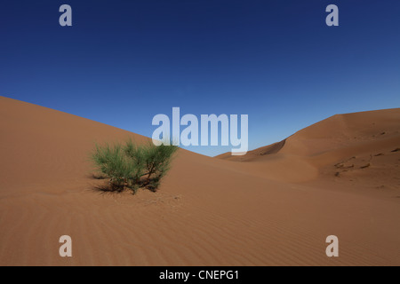 Vegetation found in the harsh climate and soil of the Sahara desert, southern Morocco Stock Photo