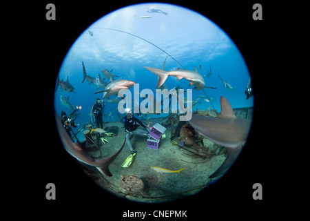 Divers and Caribbean Reef Sharks on shipwreck Stock Photo