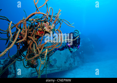 Diver inspects sponges growing on the Keith Tibbetts shipwreck Stock Photo