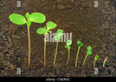 Sequence of Impatiens balsamina flower growing, evolution concept Stock Photo