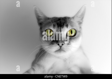 Cute little Singapura Cat staring; selective coloring, big golden green eyes and rest B&W, enigmatic expression Stock Photo